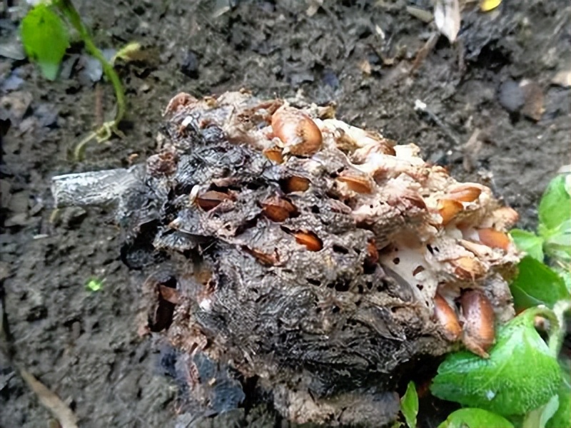 台湾水果滞销积压视频,台湾水果滞销东南亚