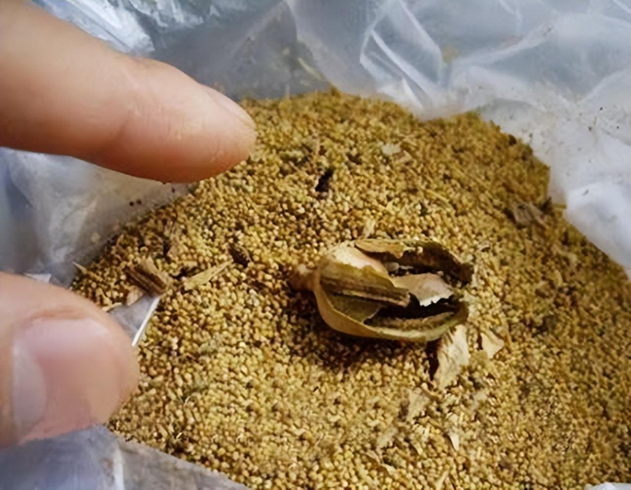 小伙当兵路上吃了碗面查出吸毒,四川男子参军体检被查毒检阳性