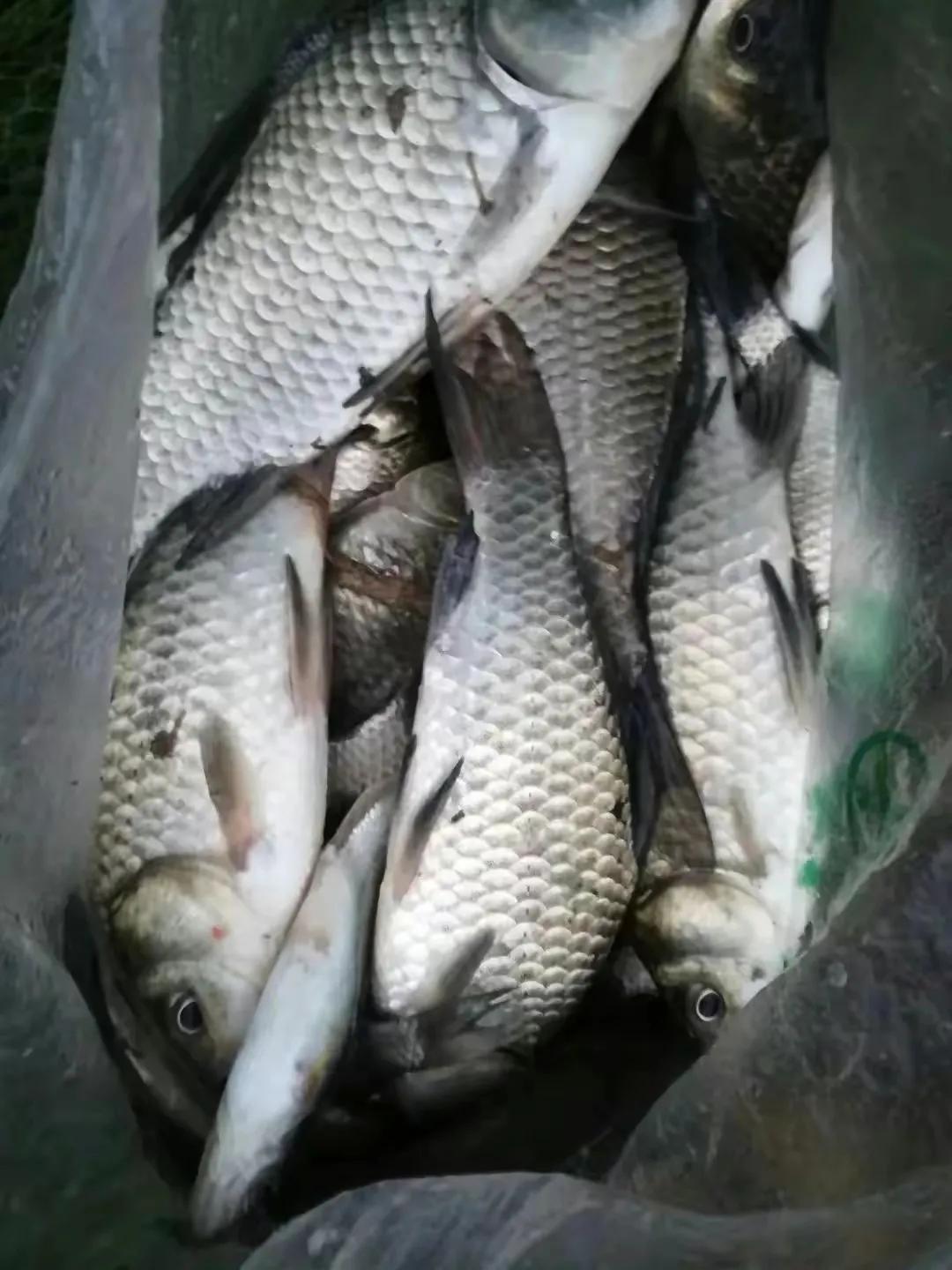 流水钓鱼的正确方法和技巧,大风流水钓鱼调漂的正确方法