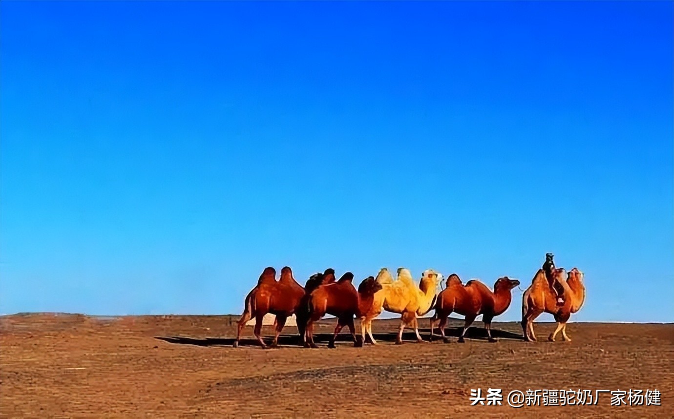 牧民如何辨认骆驼,牧民心中的最美风景牦牛