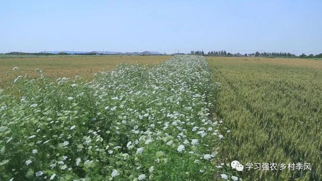 蚜虫吃绿虫,麦田蚜虫用什么药效果最好