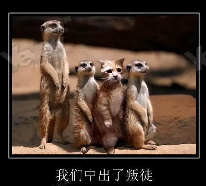 推书君旧版,推书君第181期