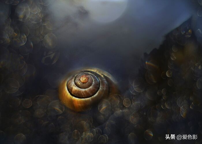 光影斑驳中，长笑蜗牛戴屋行