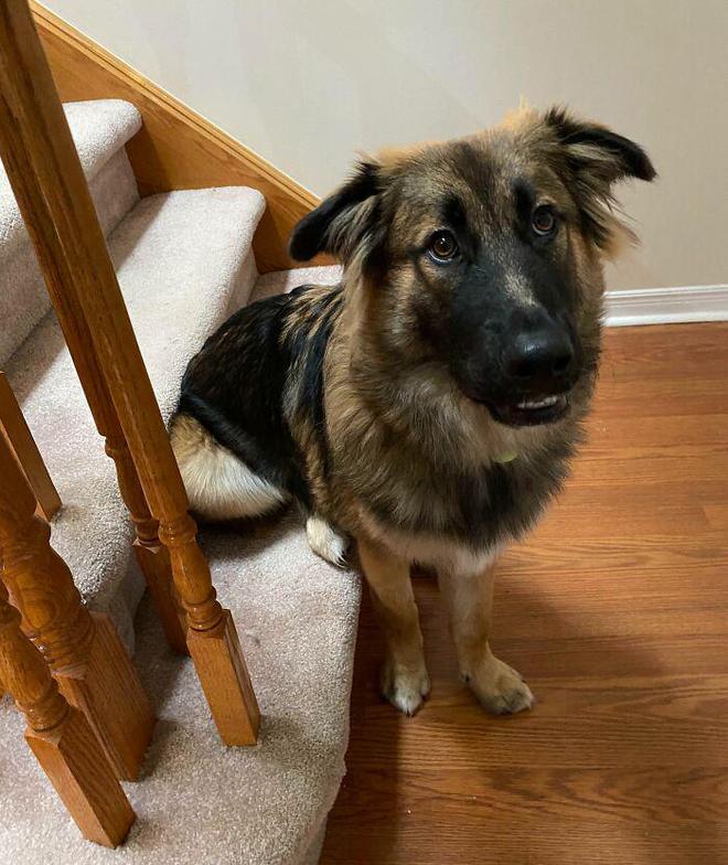 十种非常反骨的狗,狗狗反骨是什么原因