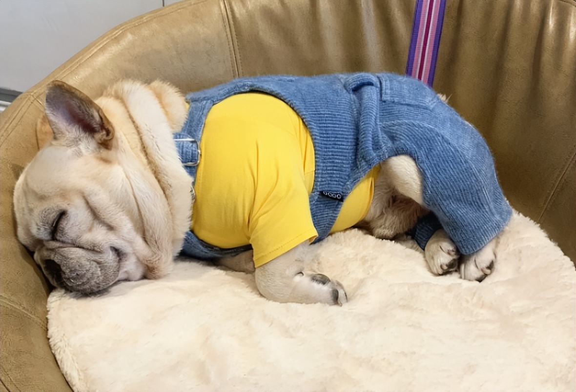 英国斗牛犬和其他的狗狗咋样,美国斗牛犬法国斗牛犬英国斗牛犬