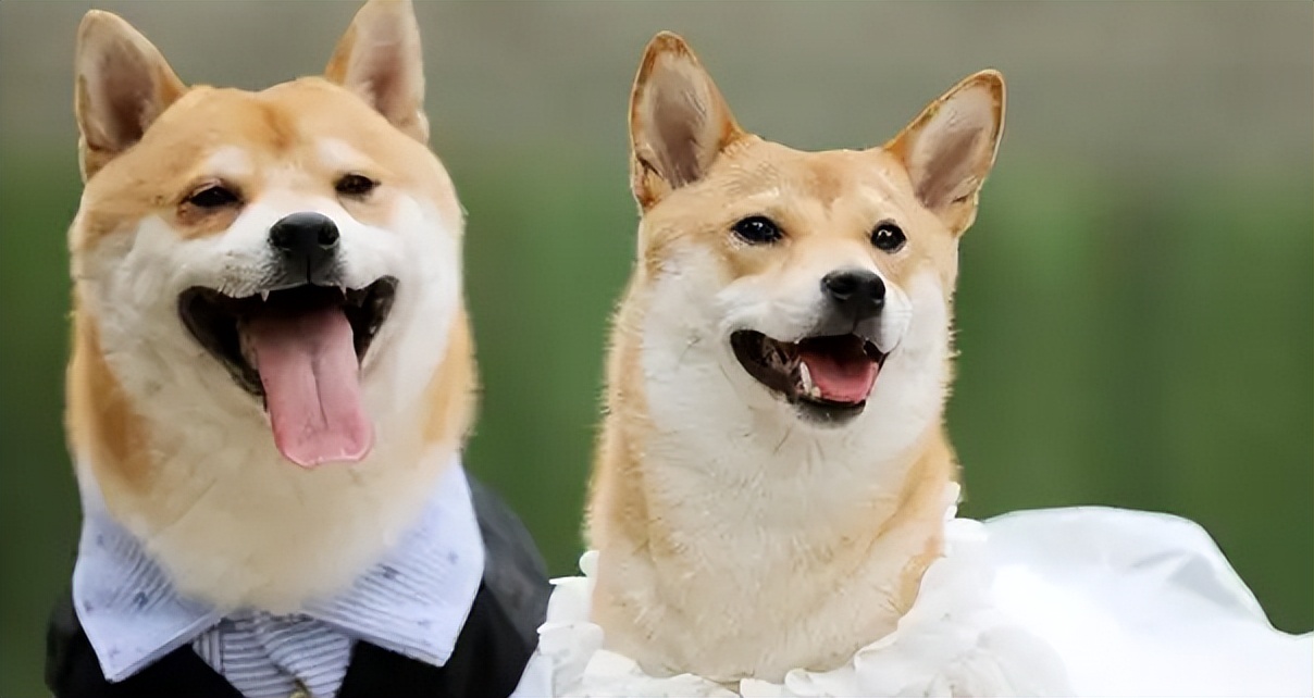 宠物成黄金赛道，遛狗绳一年赚6亿，温州姐弟把狗生意做上市