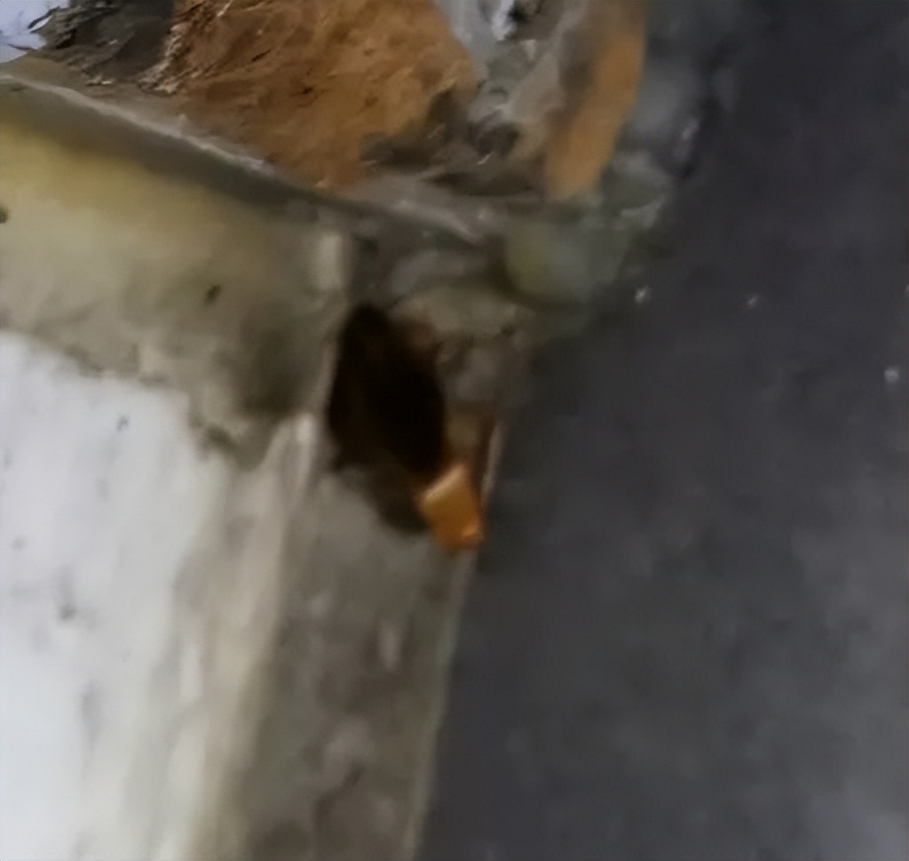 蟑螂怎么正确消灭最彻底非广告,蟑螂怎么正确消灭最彻底不看广告