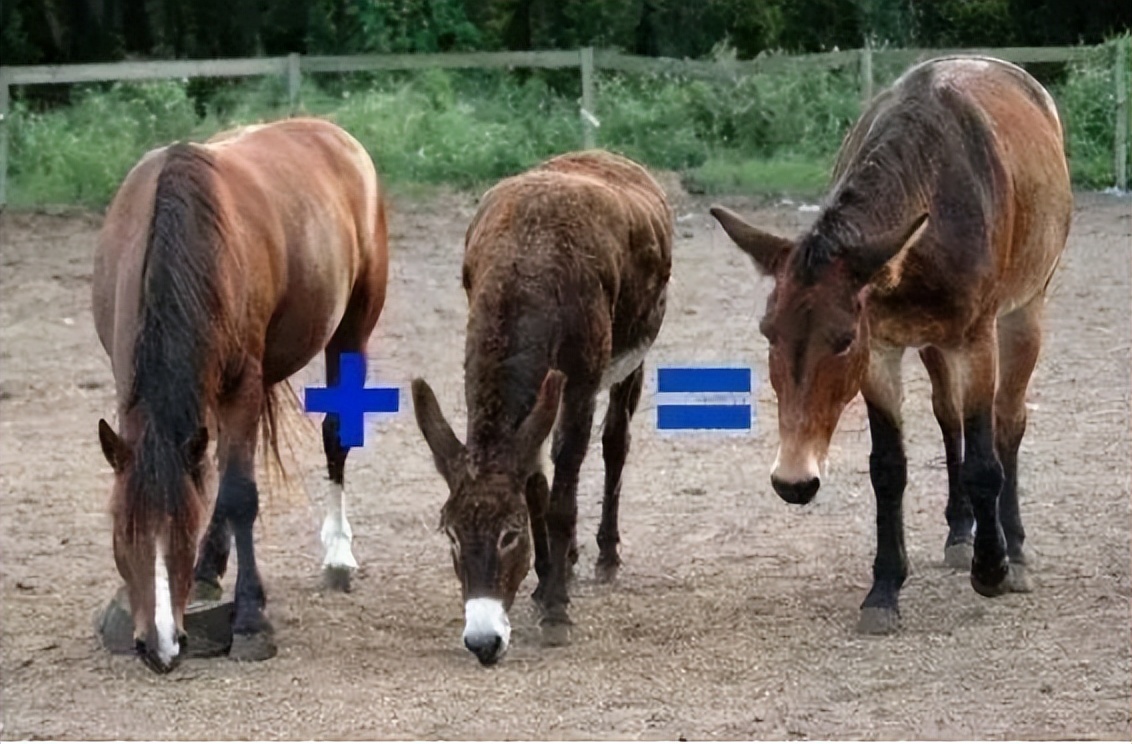 人兽真能杂交？日本批准“人兽杂交嵌合体试验”，福音还是灾难？