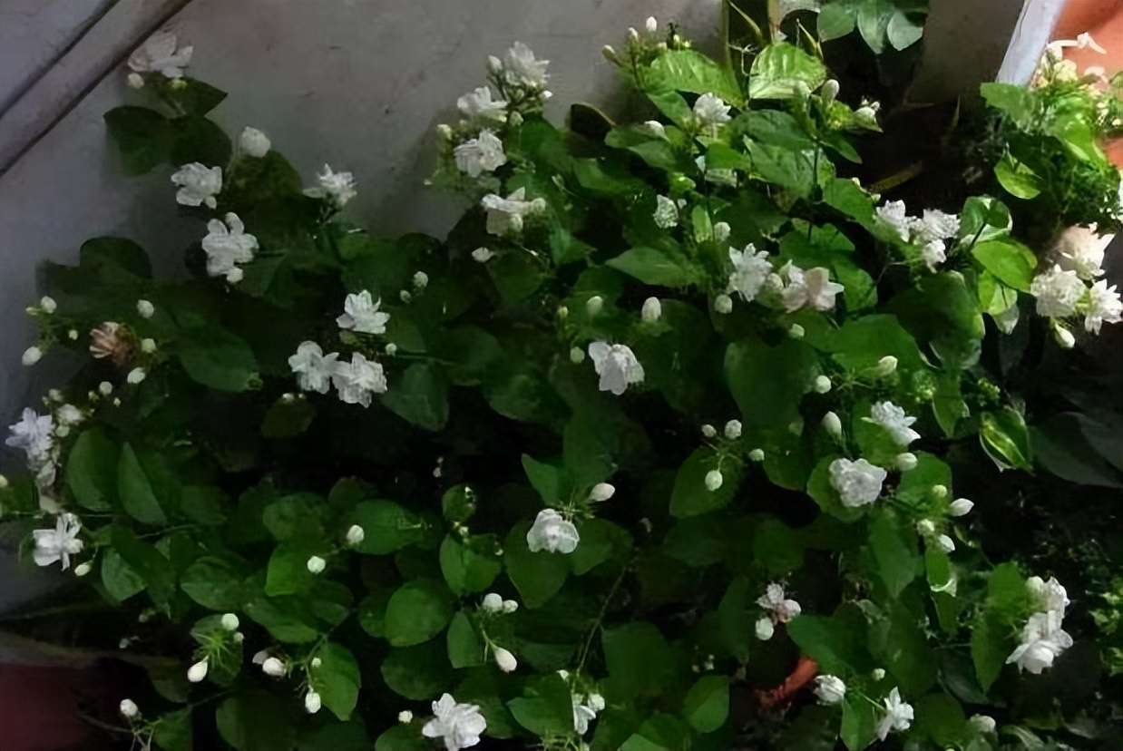 什么花除甲醛最有效好养,什么花吸甲醛效果好又好养