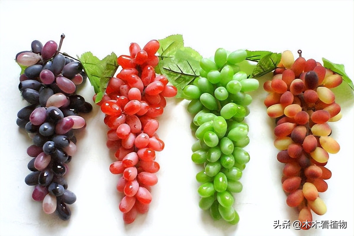 经常吃并不代表着你就了解它，一起来看看熟悉又陌生的葡萄吧