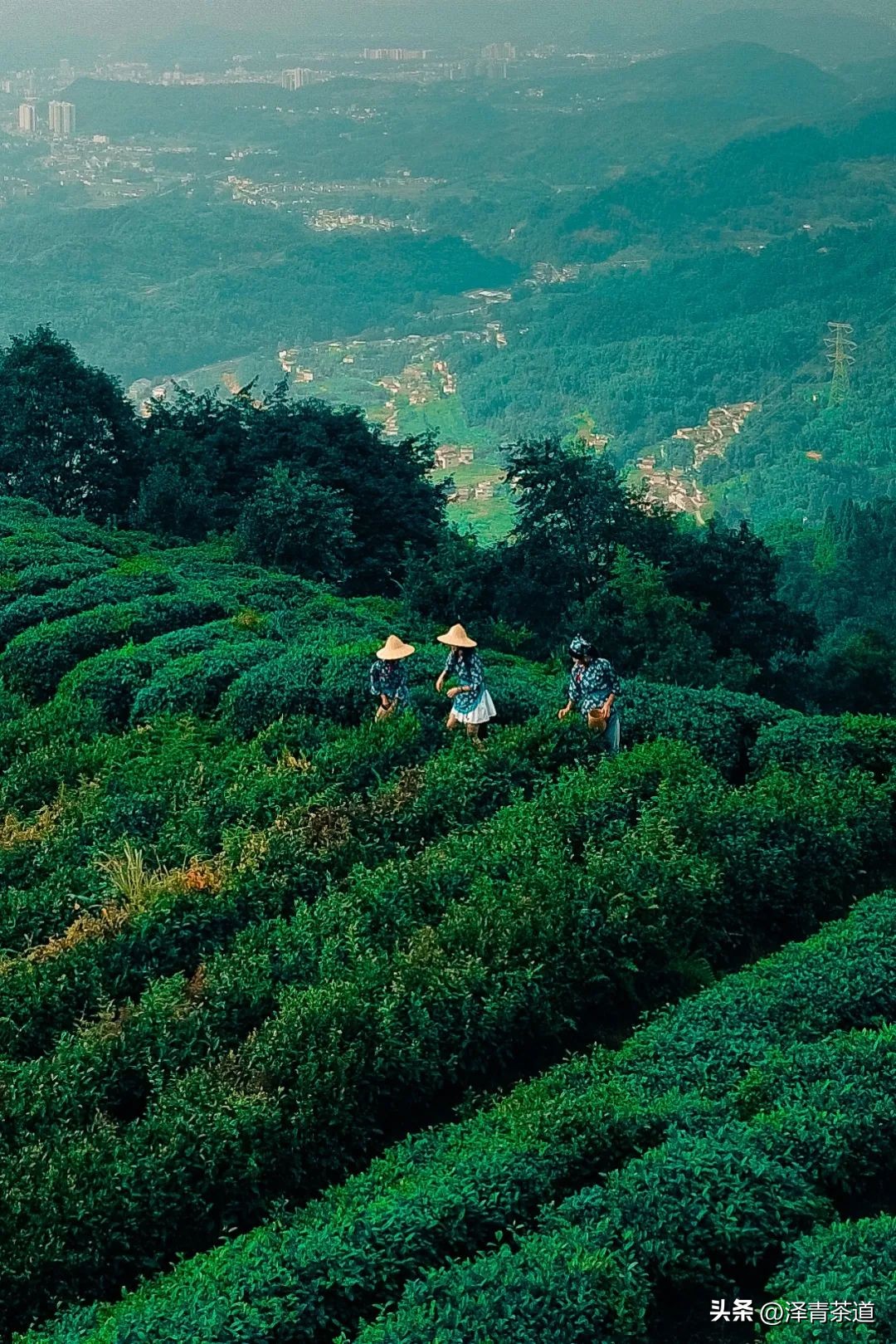 中国10大名茶品牌排名图片,2022年最具品牌价值的10大茶品牌