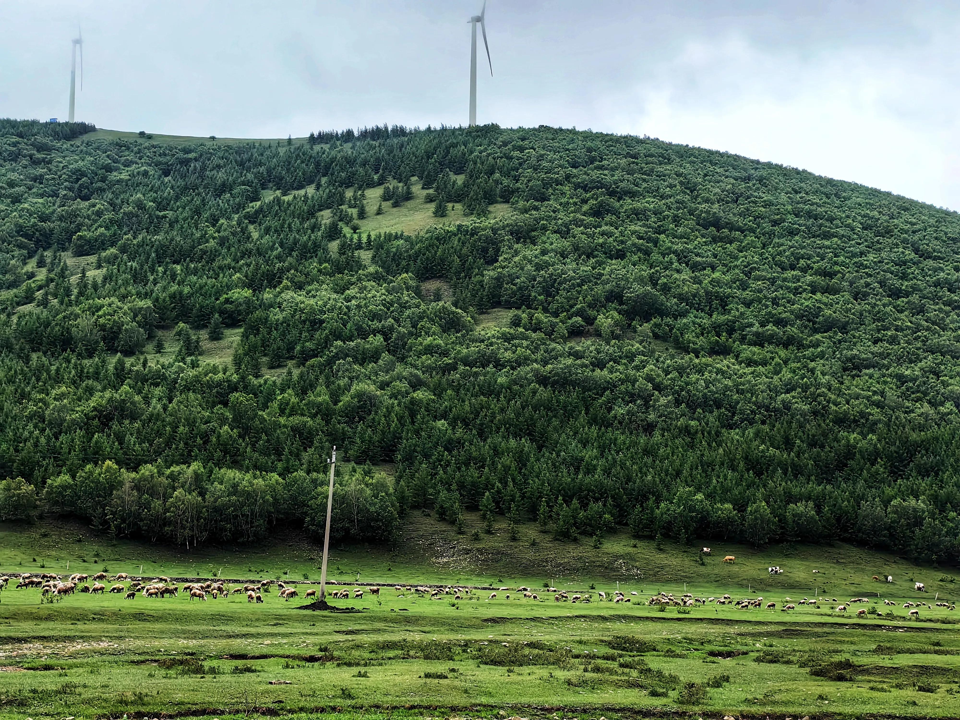 柳树沟稀树草原营业了吗,云中草原