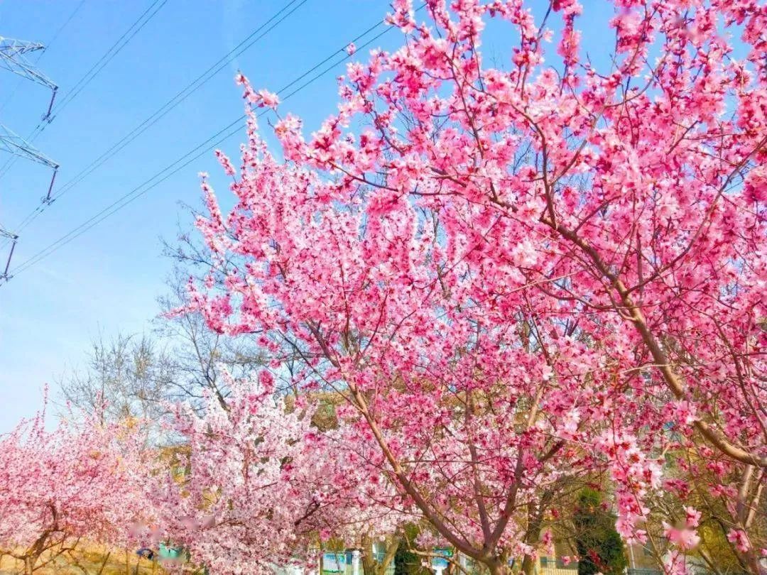 经典桃花古诗词名句大全,桃花的诗句桃之夭夭灼灼其华