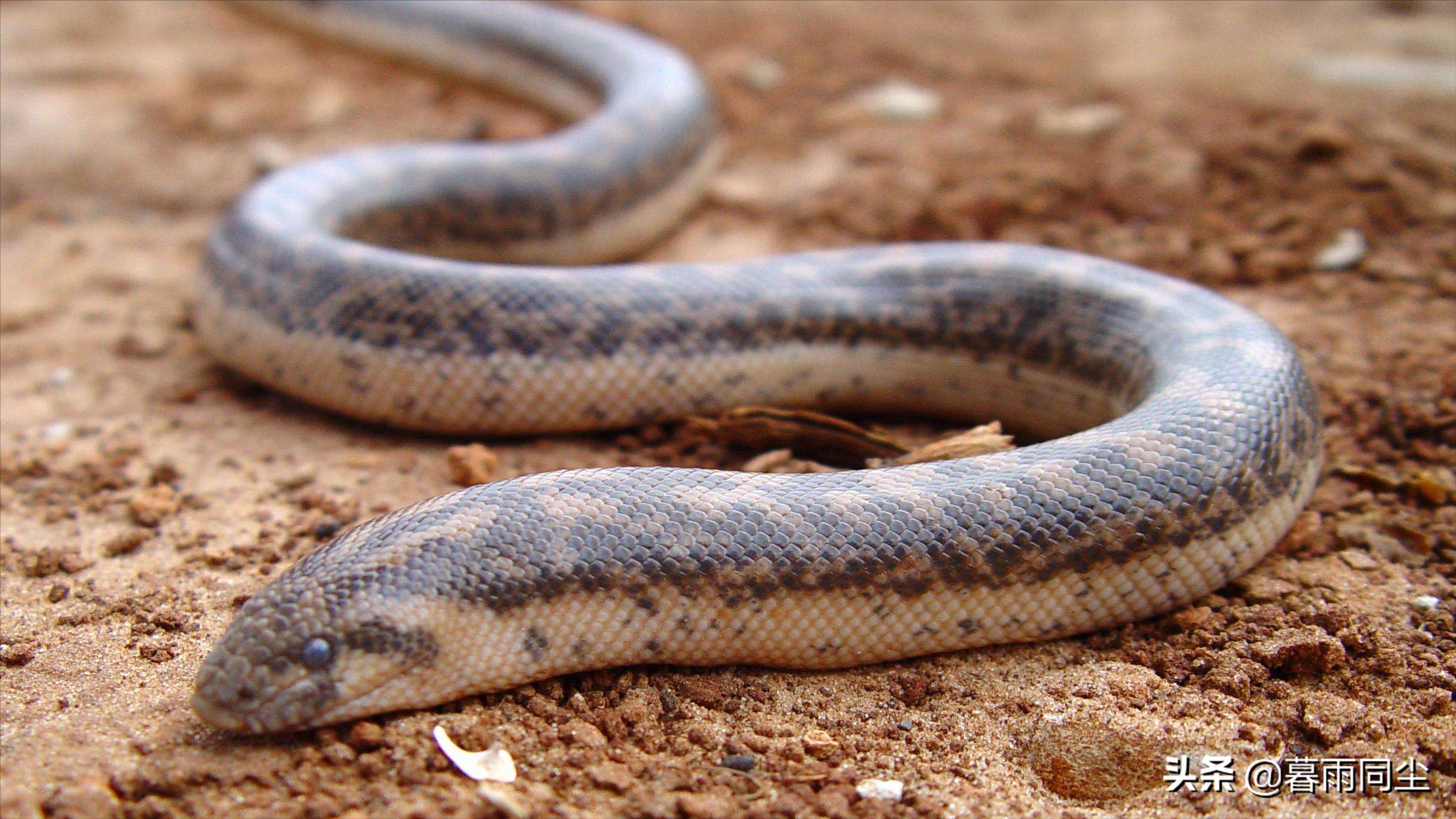 野外旅游怎么防蛇咬伤别人,野外防被蛇咬带什么药可保命