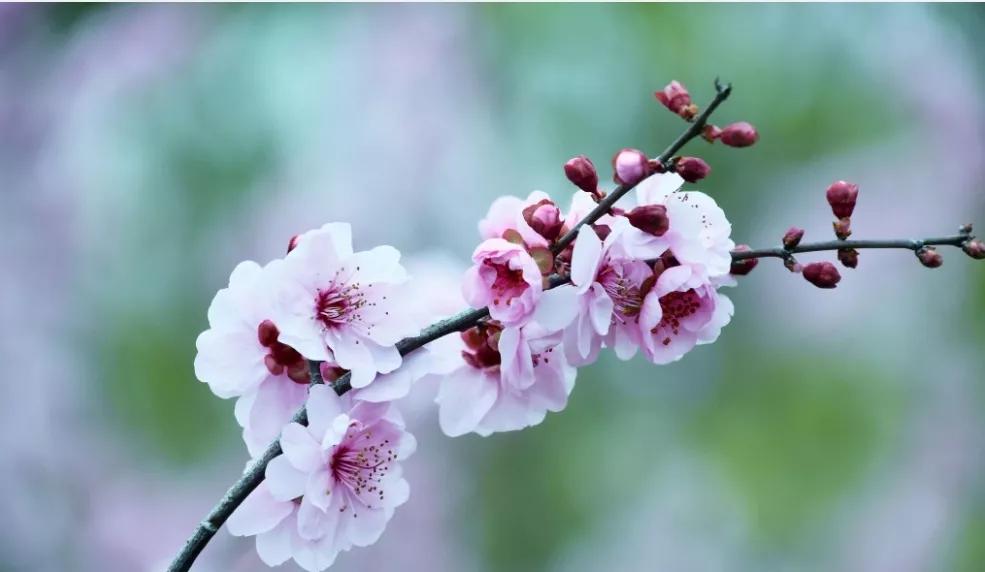 关于桃花的七言绝句古诗,5首久不见经传的桃花诗值得一读