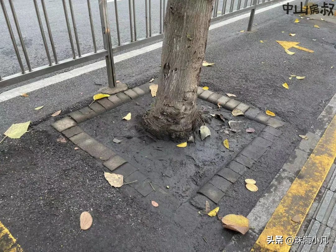 中山市逸仙湖公园改造,中山逸仙湖规划图