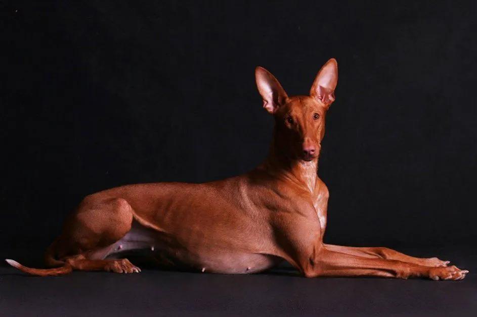 可爱的5种犬也是最昂贵的犬种