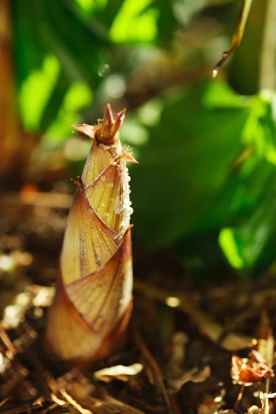 【原创】散文·江南春笋