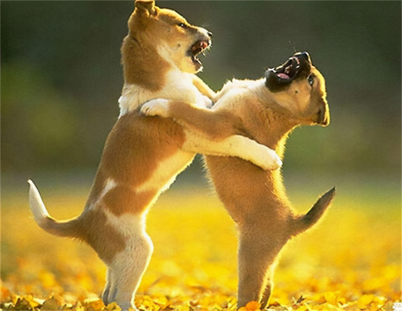 狗狗拆蛋了还会找家吗,狗狗的窝被拆狗狗什么反应