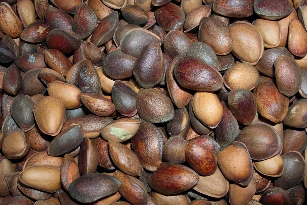 普通松子和巴西松子哪个性价比高,购买坚果松子