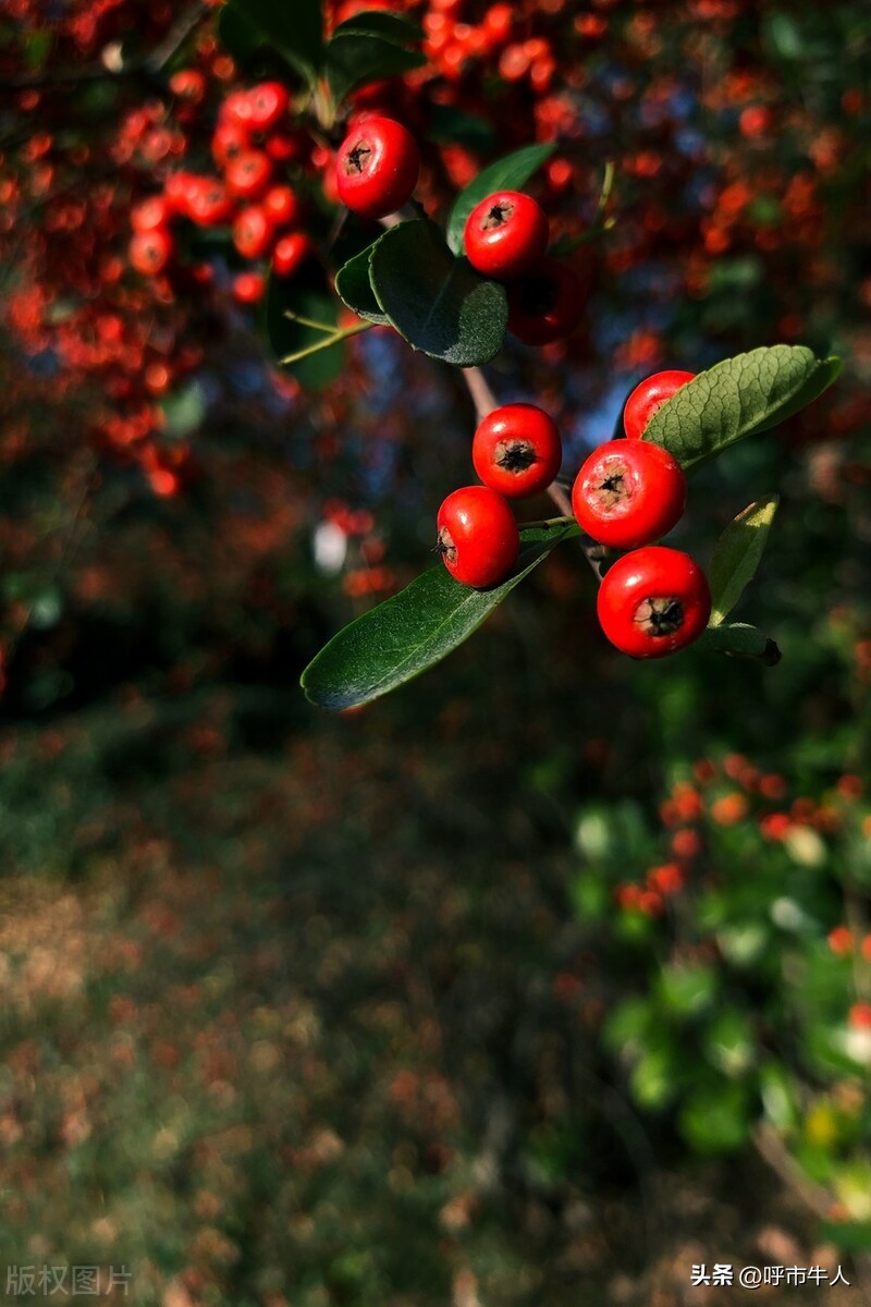 内蒙古油炸糕面视频,内蒙古油炸糕