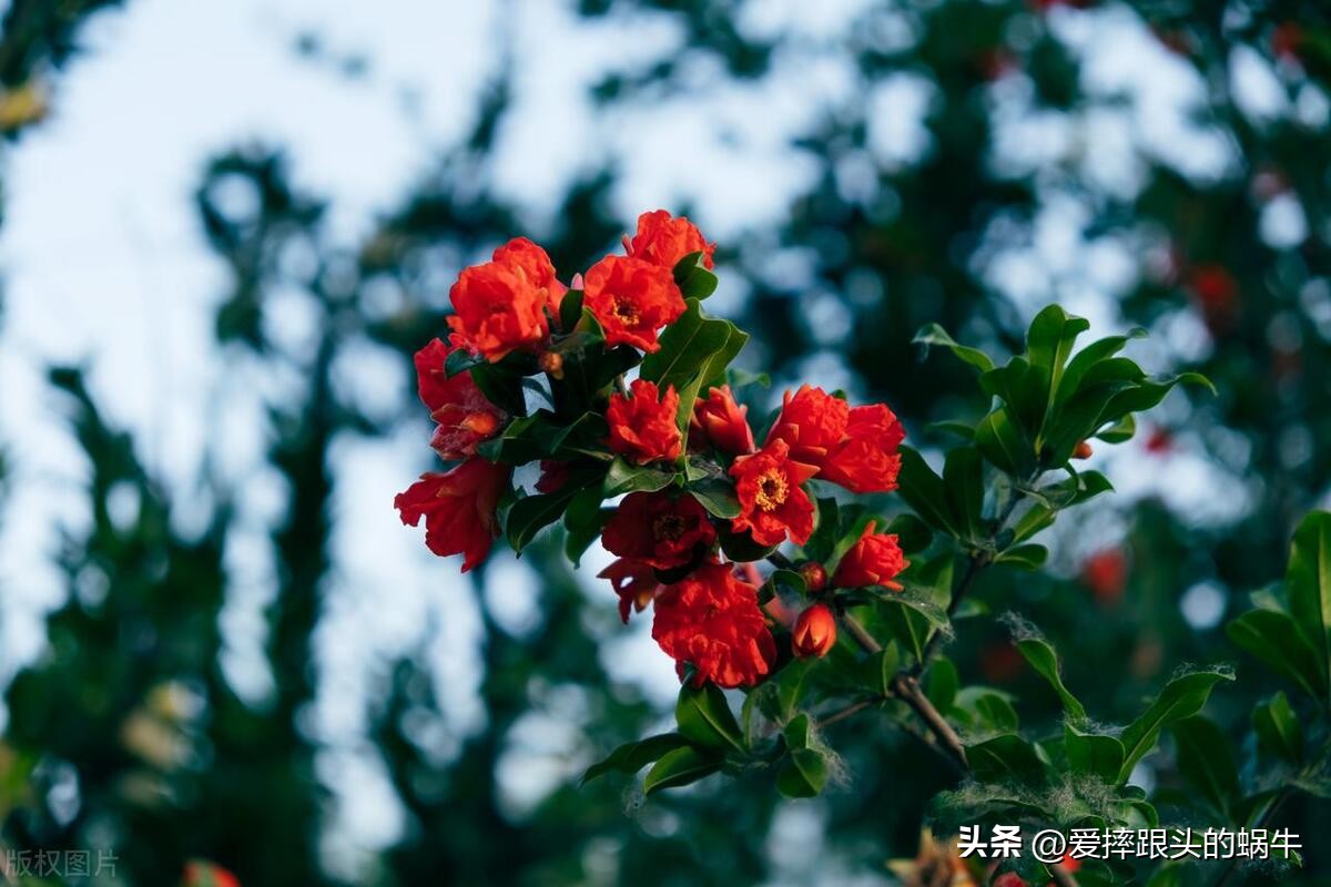 石榴花壁纸生如夏花,石榴花盛开的夏天