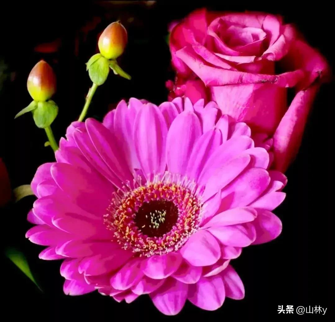 五颜六色的花朵养眼舒心,灵动秀美的花朵图片