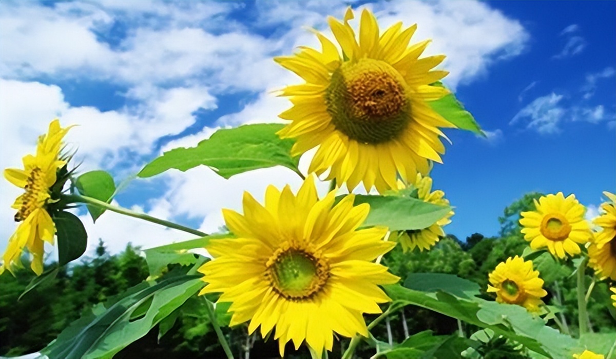 月经量少有哪些食物可以食补,月经量少平时吃什么食物调理