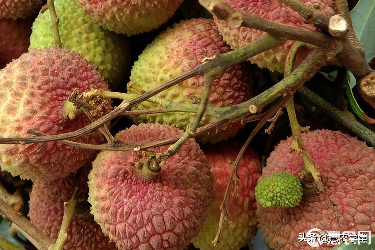 正山小种妃子笑多少钱一斤,正山堂妃子笑多少钱一斤