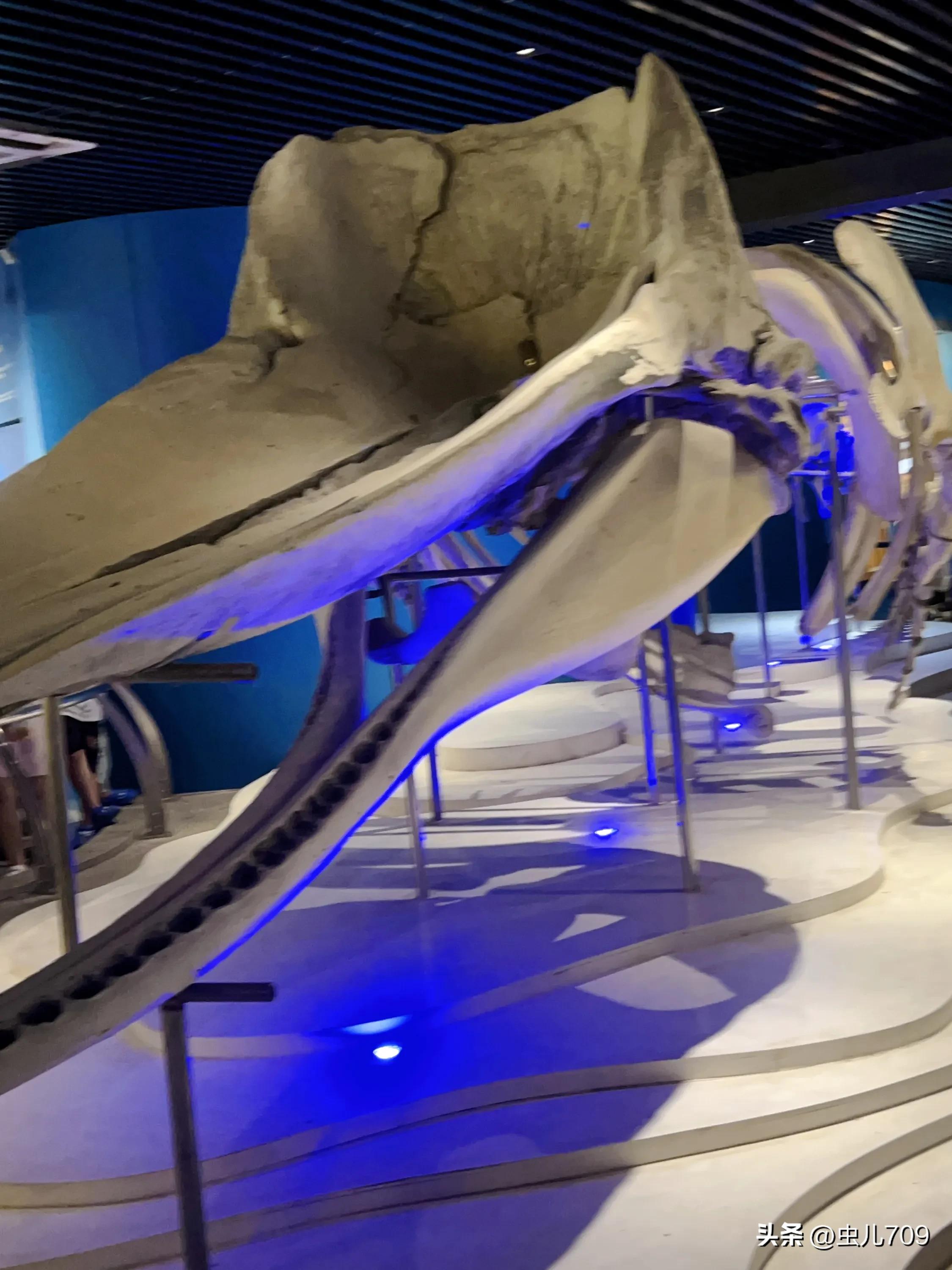 青岛海底世界视频,青岛海底世界和极地海洋世界