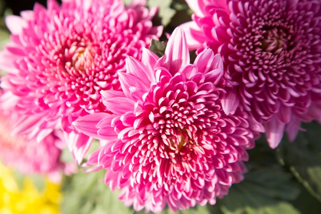 大自然的礼物(十四)—花中四君子之“*姐眉**姐的菊”