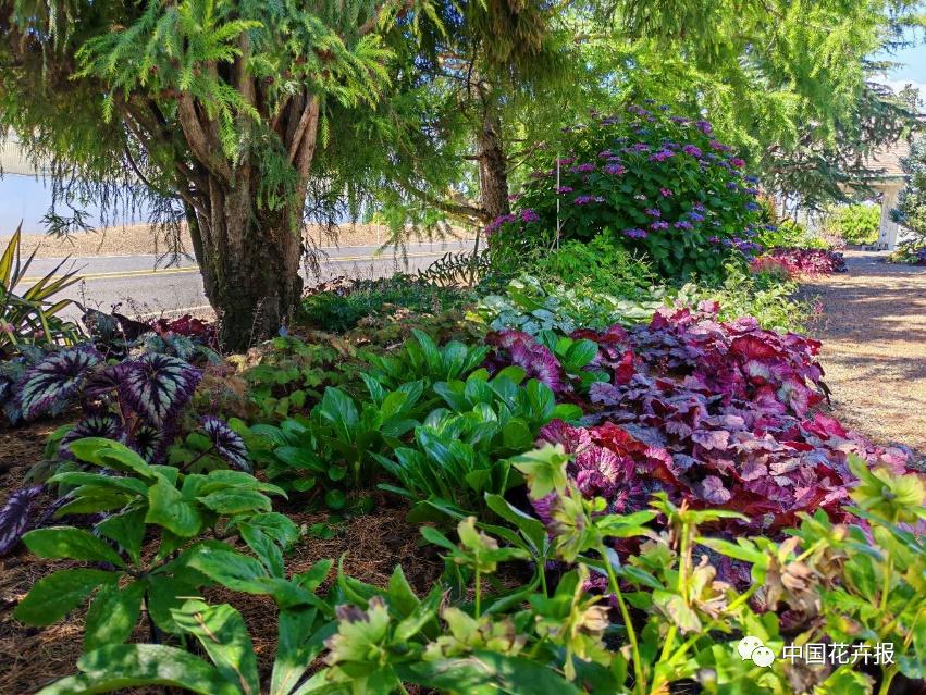 宿根花卉栽培,宿根花卉的栽培管理