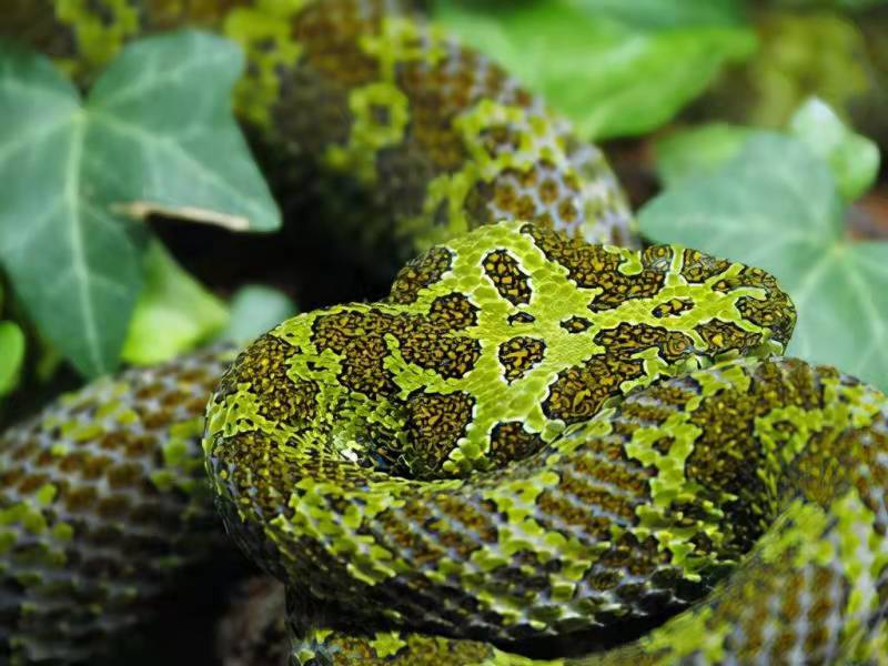 全球第一毒蛇在中国莽山烙铁头,最稀有的毒蛇莽山烙铁头