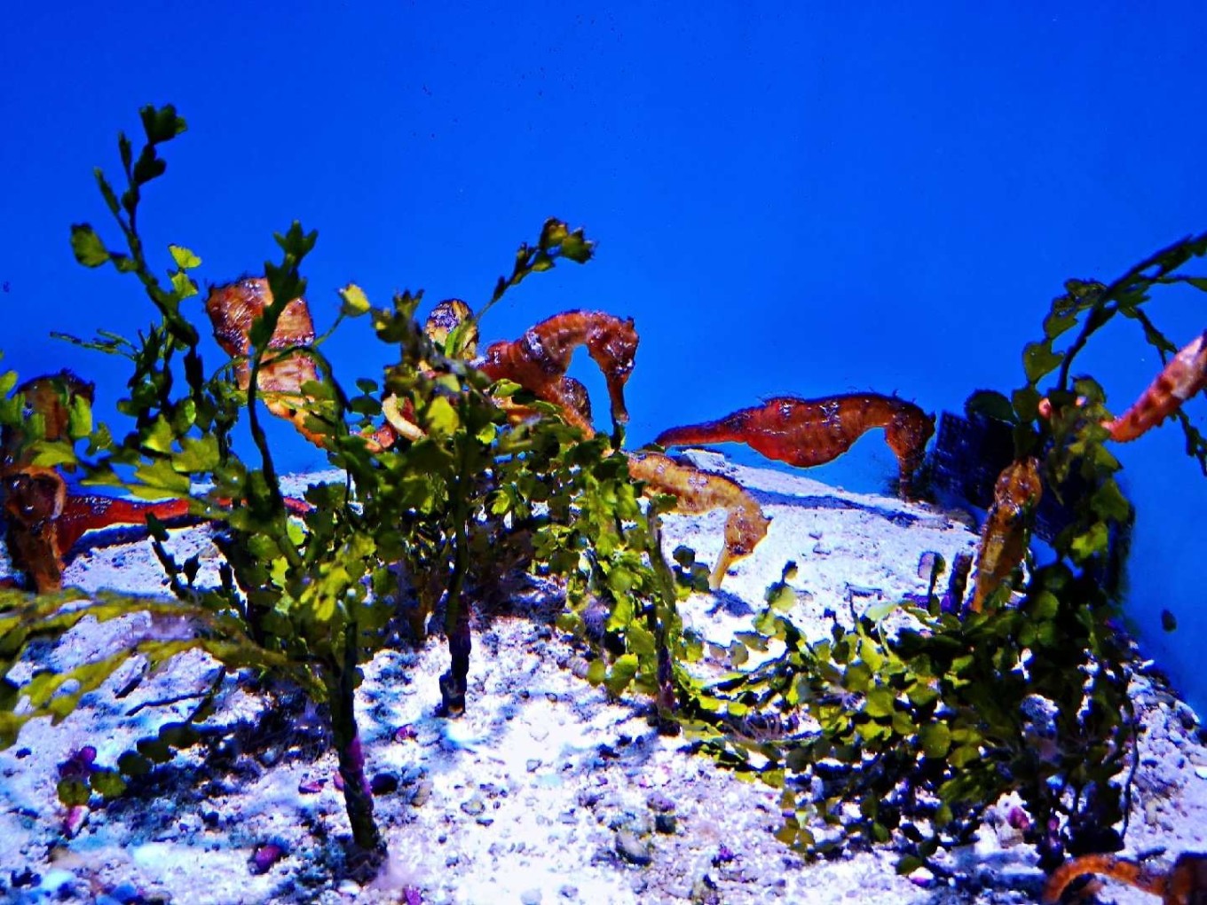 暑期档2019年,2019年暑期档