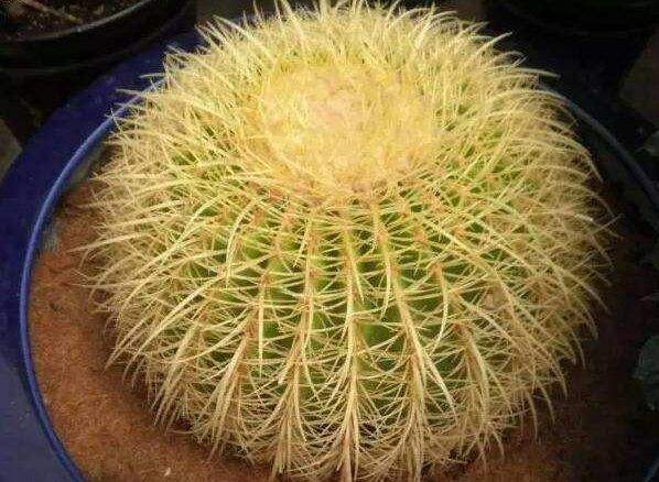 5种霸气花，个个“丑八怪”却吉利镇宅，丢在角落不管，一样爆棚