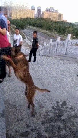 马犬为什么被大家养,马犬为什么现在没人愿意养了