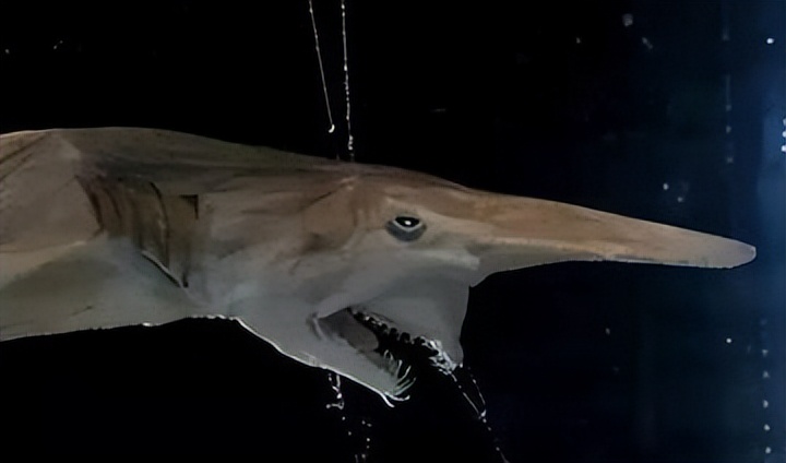 剑吻鲨科,剑吻鲨和深海霸主