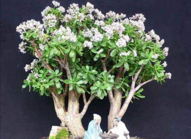 客厅有树十有九福,家中有树十家九富