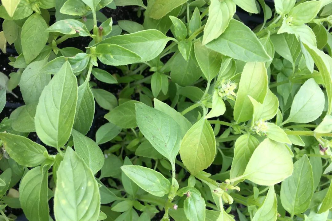 甜罗勒和荆芥 (甜罗勒与九层塔荆芥)