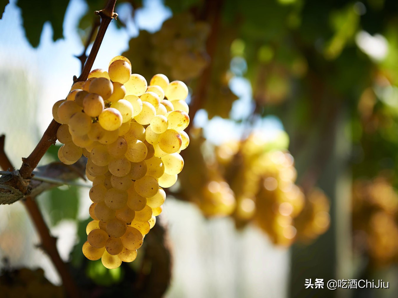 白葡萄酒怎么才算好的,什么是葡萄酒资料