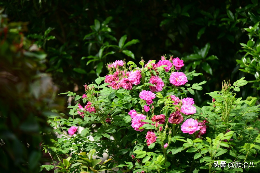 流放到菜地的花儿们，尽情绽放吧，不管在哪里｜园丁