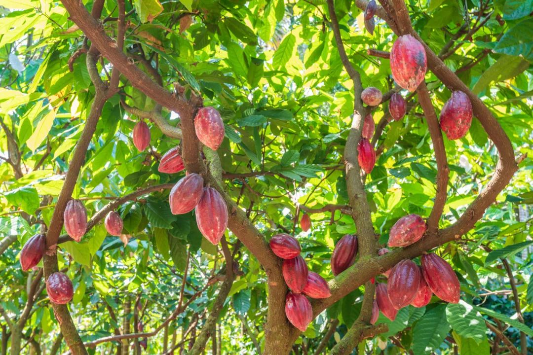 海南万宁深潜推荐,海南万宁潜水俱乐部