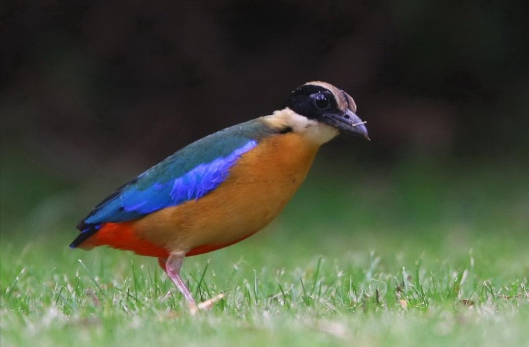 鸟儿大全高清图,高清珍稀鸟动态图片大全