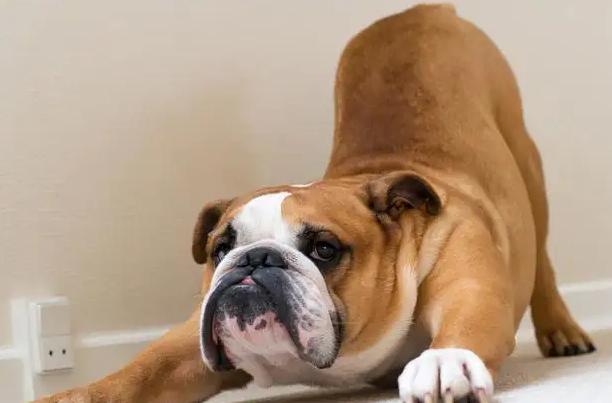 这几种狗很容易“背叛”主人,忠诚度不高