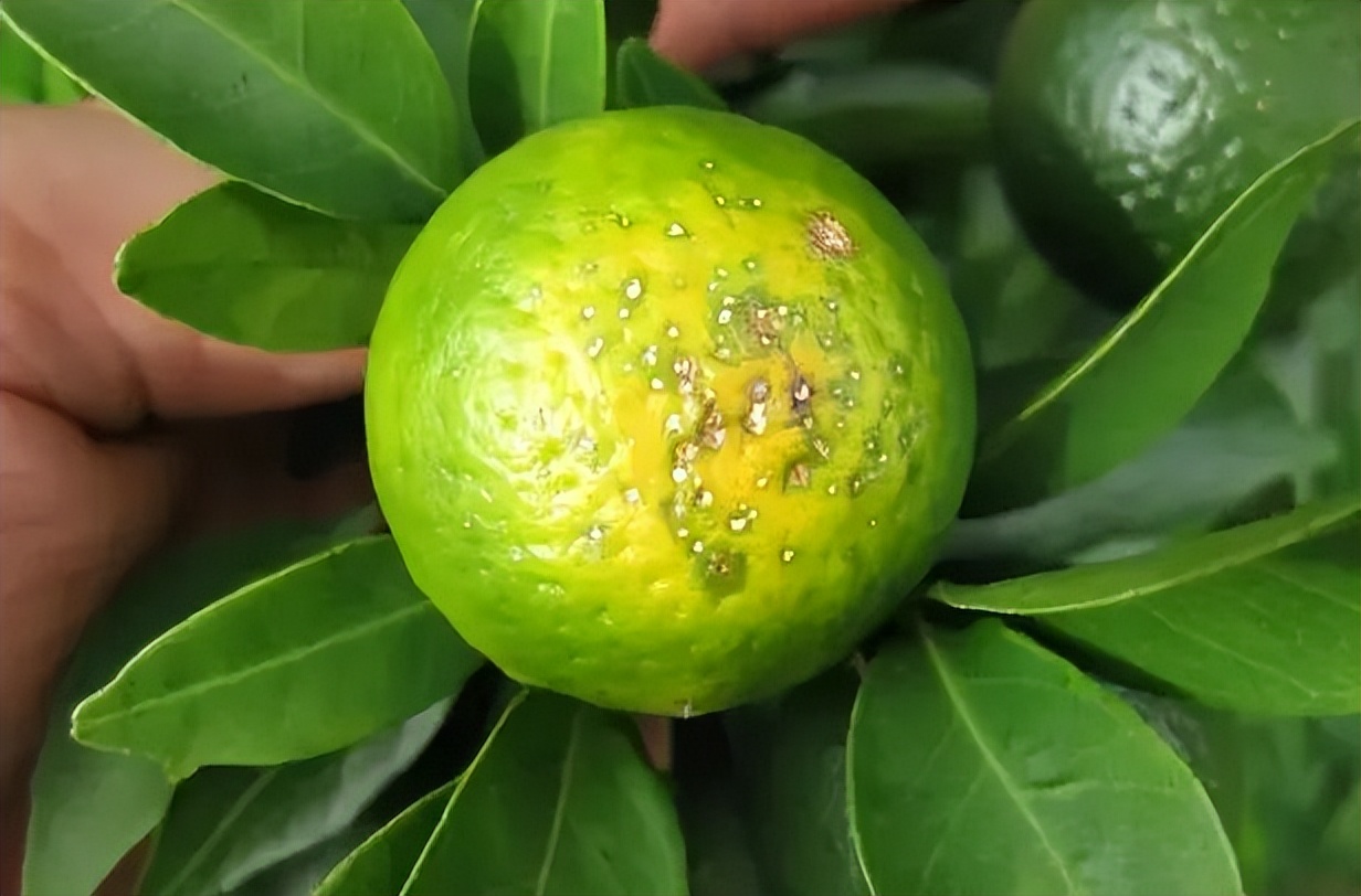 柑橘转色期退糖了怎么办,柑橘转色期间果子软