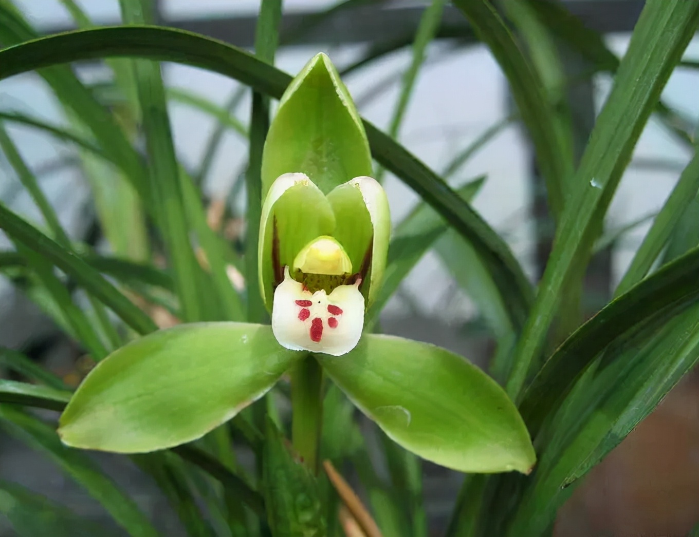 快来看看，兰花的世界真奇妙|壹木星球No.14