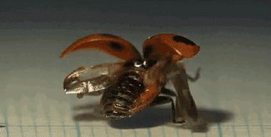 哈尔滨瓢虫怎么那么多,哈尔滨的瓢虫