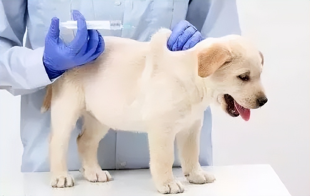 猫和狗的细小病毒是一样的吗,猫细小跟犬细小是不是一个症状