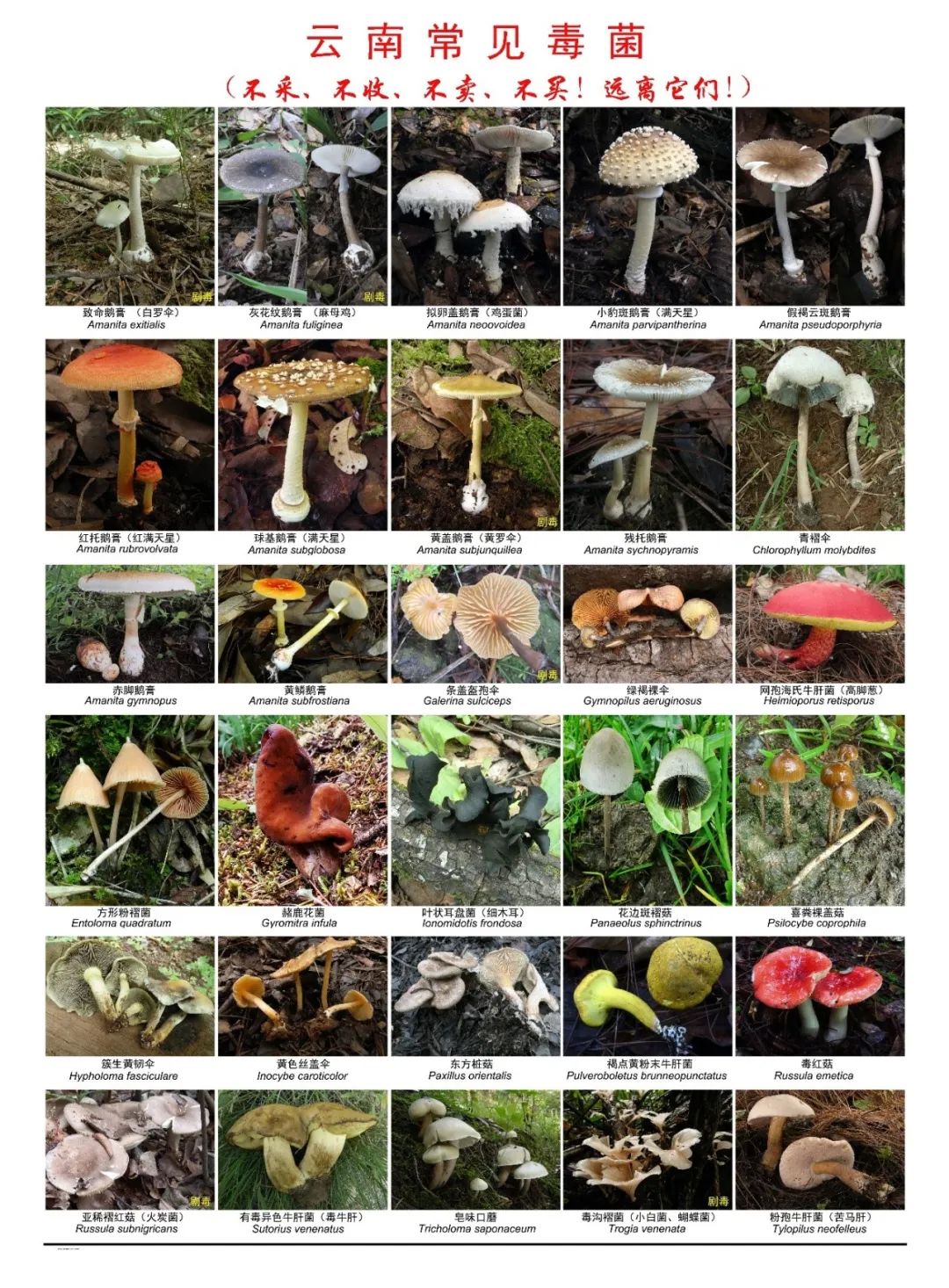 不可食用的有毒野生菌,哪五种野生菌不能吃