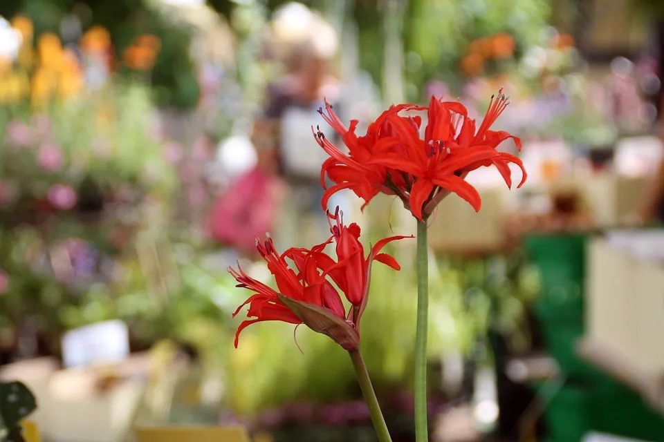 百合种类名称及图片及花语,可以入药的百合品种